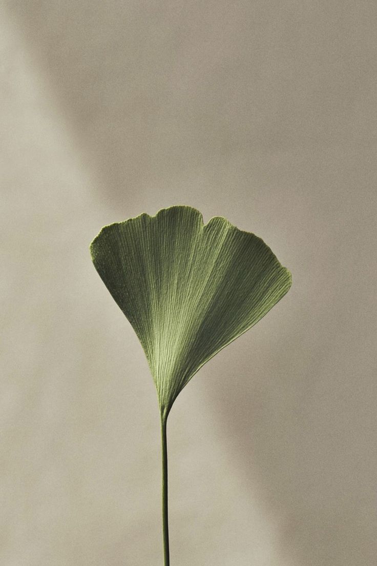 Декор Ginkgo Biloba